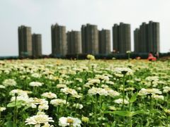 -映月湖中央公园