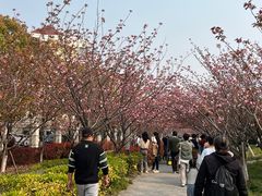 -高东镇樱花园