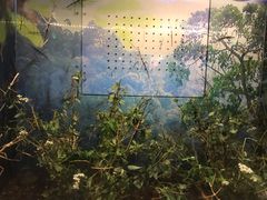 -上海大自然野生昆虫馆(东方明珠·爬宠昆虫探索中心)