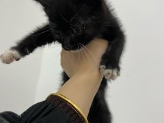 -艾吉宠物医院·疑难杂症转诊中心·猫友好(碧江路院)
