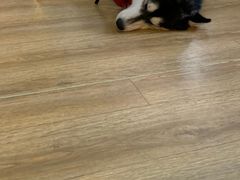 -Husky Go! 哈士奇体验馆·宠物咖啡厅狗咖