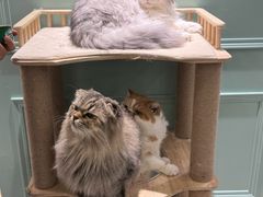 -安格丽娜·狗咖·猫咖羊驼咖(春熙路百盛商场店)