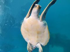 -广东惠东海龟国家级自然保护区