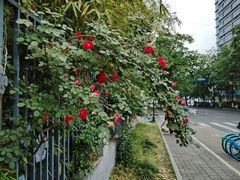 -杭州观成实验学校