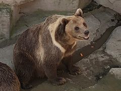 -哈尔滨北方森林动物园