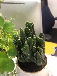 -苗方清颜·祛痘皮肤管理