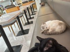 -喵园·猫主题咖啡厅·撸猫·猫咖(国贸店)