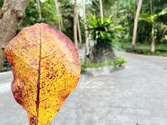 -三亚蜈支洲岛旅游区