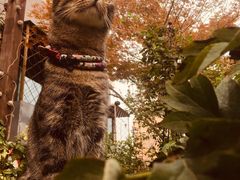 -喜多萌中农锦绣动物医院24H·猫科·牙科MRI·CT
