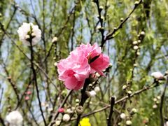 -顾村公园