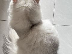-猫大福·Fortune Cat猫舍(百子湾店)