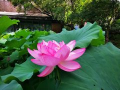 -陈家山荷花公园