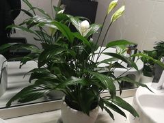 -川西坝子(老军营店)