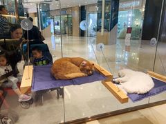 -momokira米努特·德文卷毛猫·棉花面纱犬