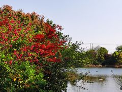 -桃花岛景观公园