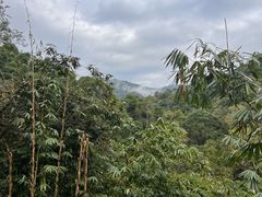 -野象谷景区