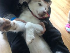 -Husky Go! 哈士奇体验馆·宠物咖啡厅狗咖