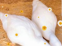 -前小桔亲子创意农场·草莓采摘·露营烧烤