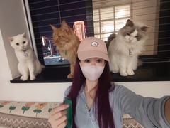 -楼上猫咖(罗湖店)