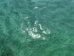 -东姑阿都拉曼海洋公园