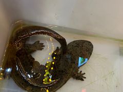 -业华湘·特色菜