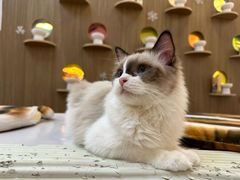 -COLOR PETS 撸猫馆·购猫·猫咖(长风大悦城店)