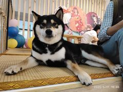 -柴迷FANS CLUB·柴犬狗咖·猫咖