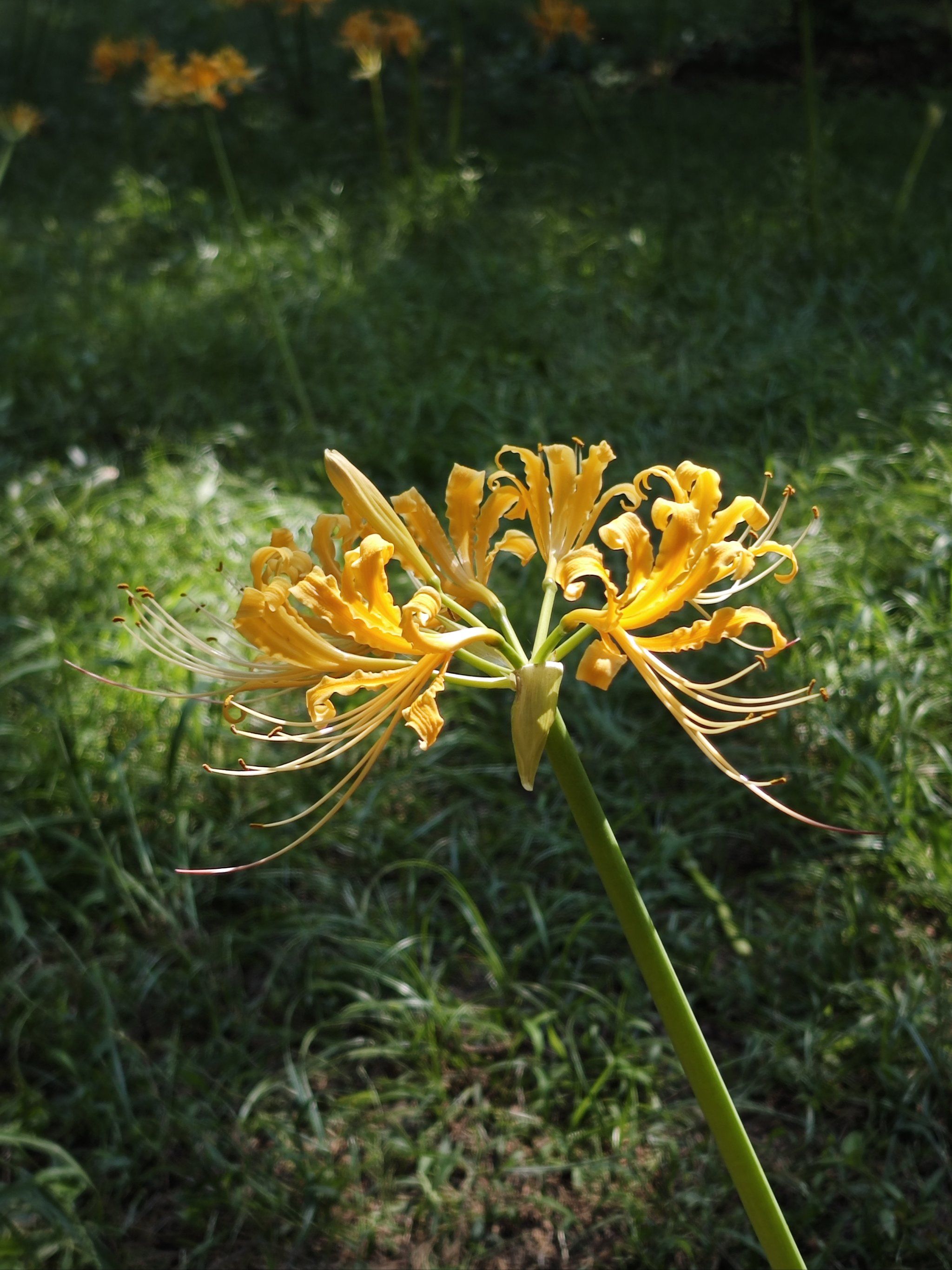 传说中的彼岸花