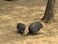 -秦皇岛野生动物园