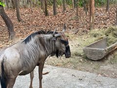 -清迈夜间动物园