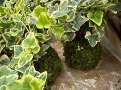 -龙大花卉苗木市场