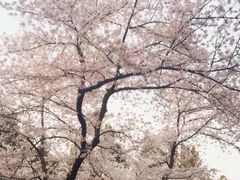 -武汉大学-樱园
