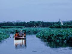 -荷塘月色湿地公园·向阳花洲