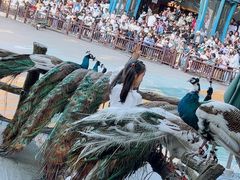 -西双版纳原始森林公园