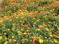 android_upload_pic-松山湖梦幻百花洲