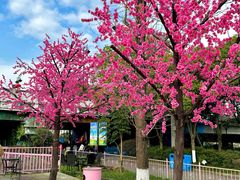 -南湖梦幻岛