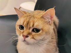 -飞行喵MR PILOT|猫舍·猫咖(静安大融城店)