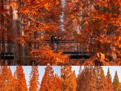 -黄海国家森林公园