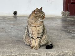 -西园戒幢律寺