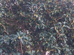 -上海如意智慧酒店(上海科学院店)