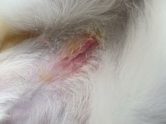 -嘉馨宠物医院·CT影像转诊·心脏科·犬猫全科诊疗中心(下沙大学城院区)