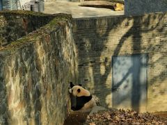 -都江堰中华大熊猫苑