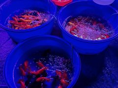 -中环花鸟鱼虫市场