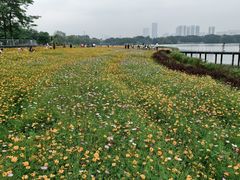-海珠湖公园