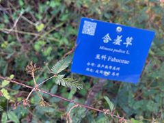 -中国科学院西双版纳热带植物园