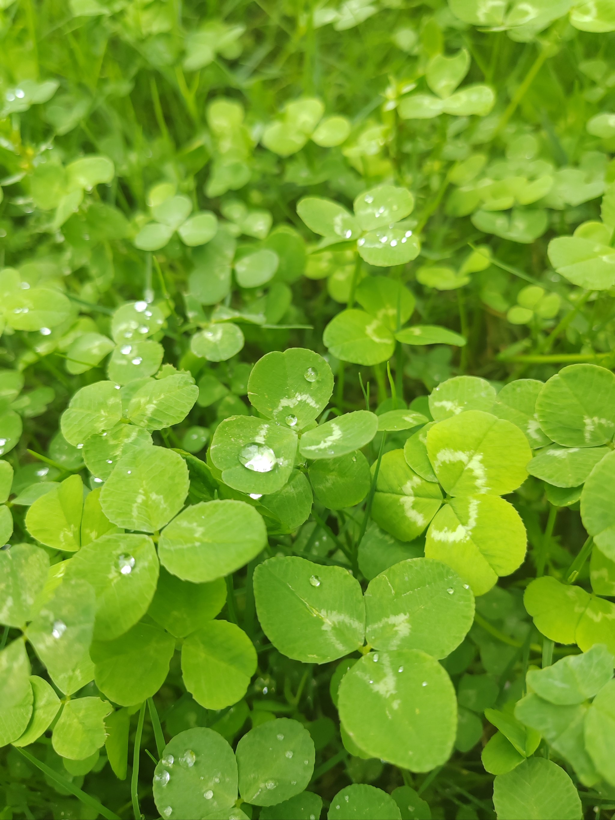 雨后露珠花草图片