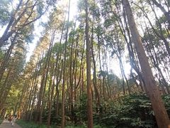 -上海滨江森林公园