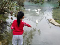 -靖西鹅泉风景区