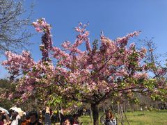 -南汇水蜜桃采摘(大团店)