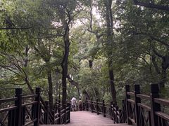 -紫金山天文台